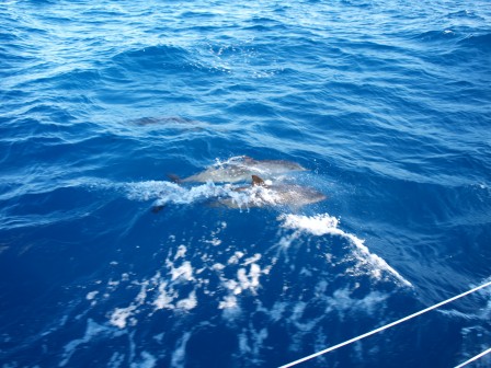Les_dauphins.JPG